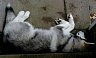 Misha sleepin on the step - 5 months.jpg